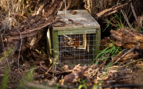 Critics of the plan to disestablish Predator Free 2050 Ltd are concerned about undoing progress on eradication.